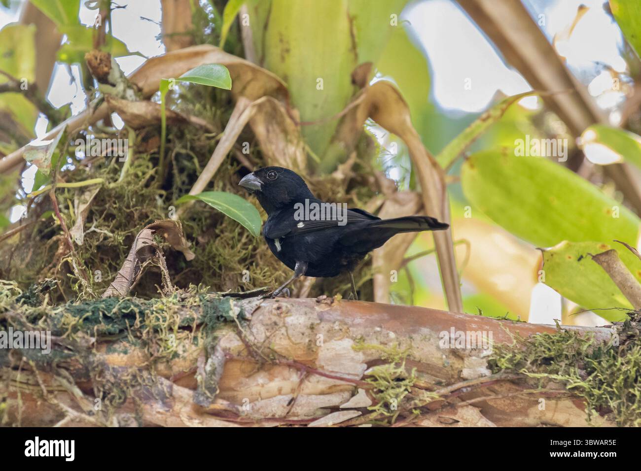 Finch di semi a becco spesso - Sporophila funerea Foto Stock