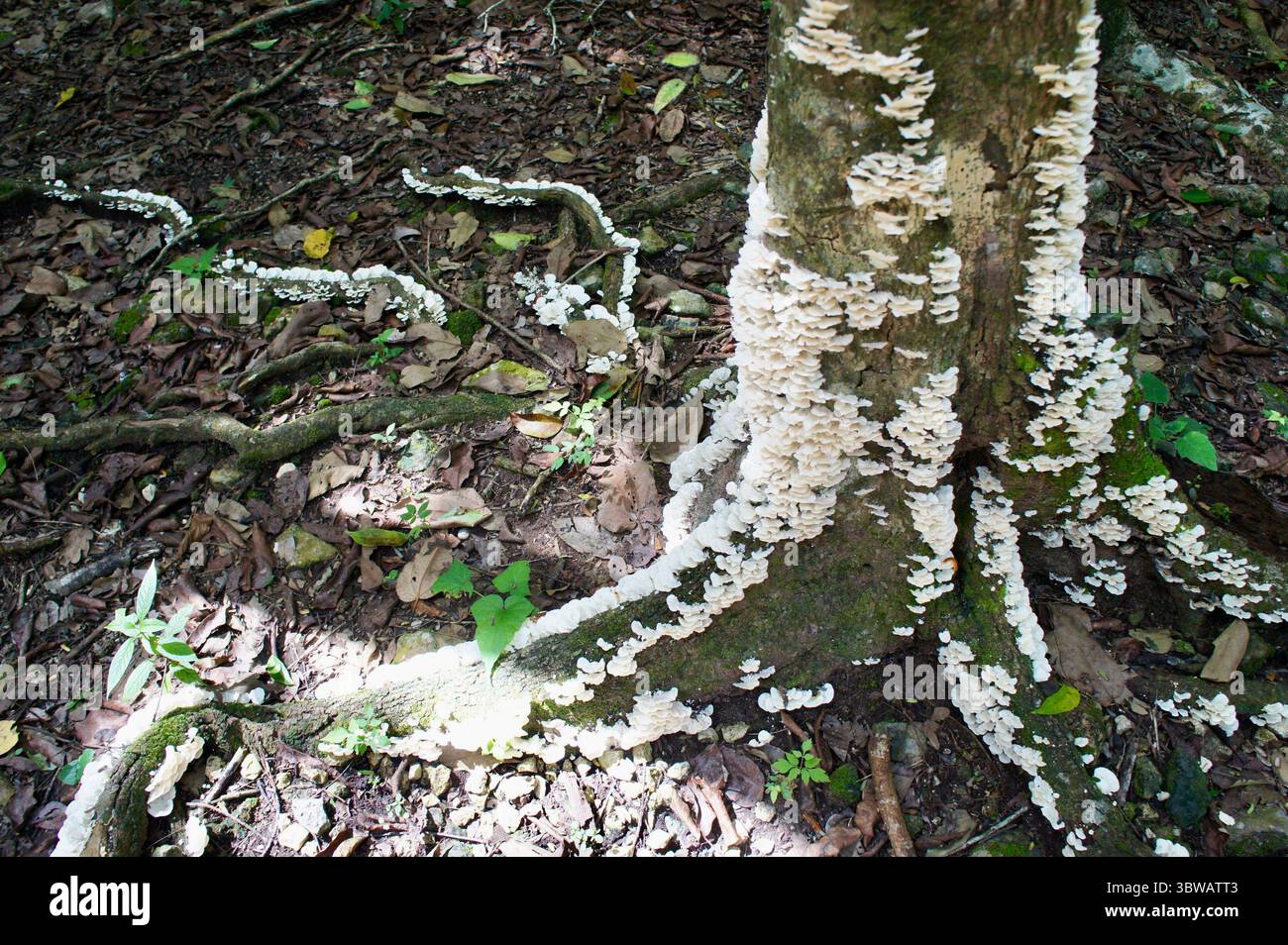 Funghi bianchi sul tronco dell'albero e radici nella foresta di Yucatán, Messico Foto Stock