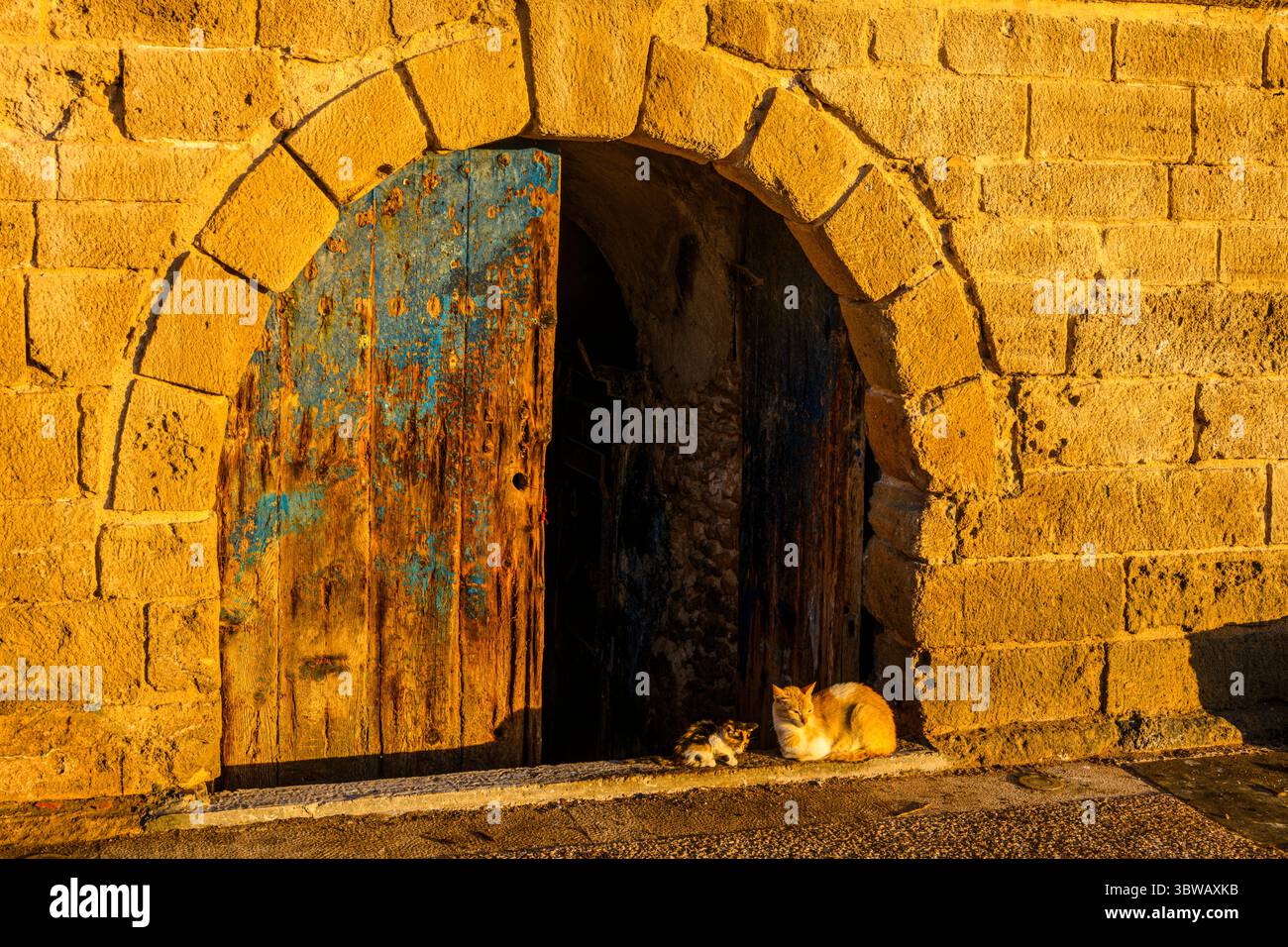 Gatti di strada, Essaouira, Marocco Foto Stock