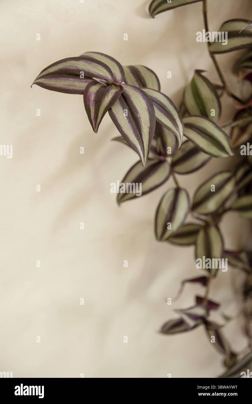 Ramo di trade scantia vegetale interna su sfondo beige, con ombra Foto Stock