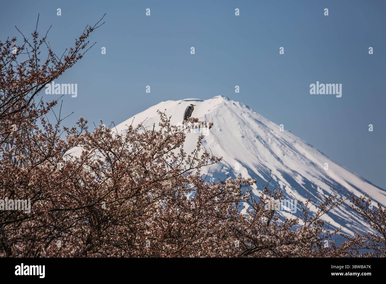 Airone grigio arroccato su un ramo di ciliegio in fiore, con la vetta innevata del Monte Fuji sullo sfondo. Una serena scena primaverile in Giappone, che mette in mostra Foto Stock