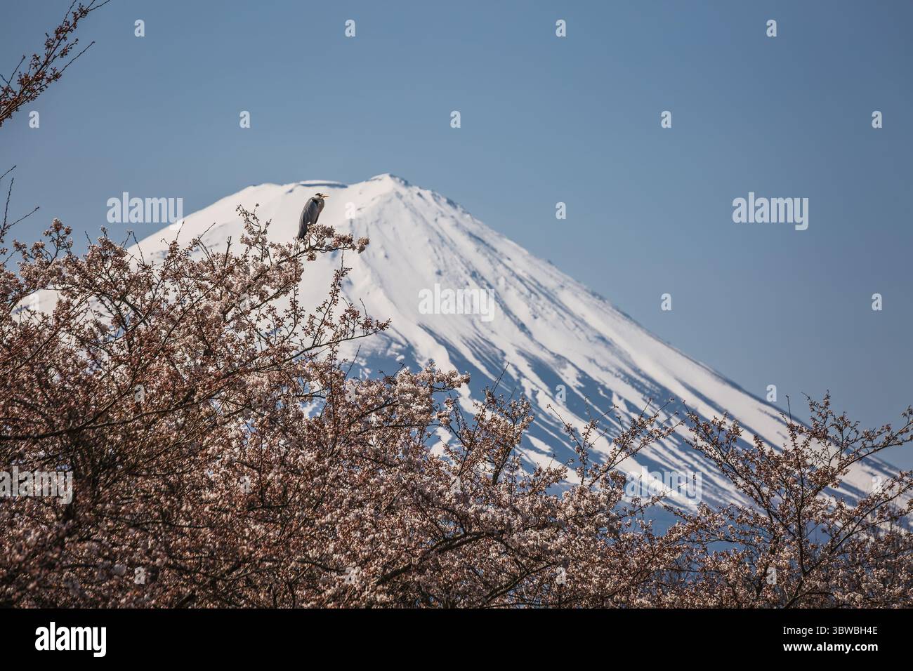 Aironi grigi appollaiati su un ramo in fiore di ciliegio, il maestoso Monte Fuji coperto di neve forma uno sfondo mozzafiato. Una tranquilla scena di primavera in Giappone. Foto Stock