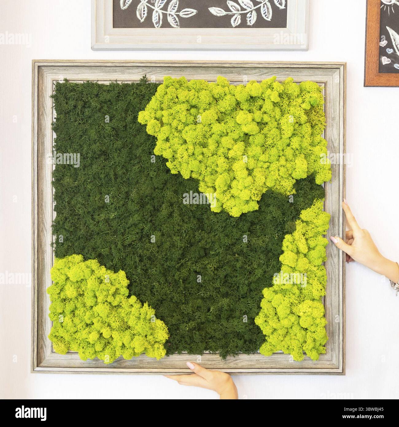 Muschio naturale per pareti Foto Stock