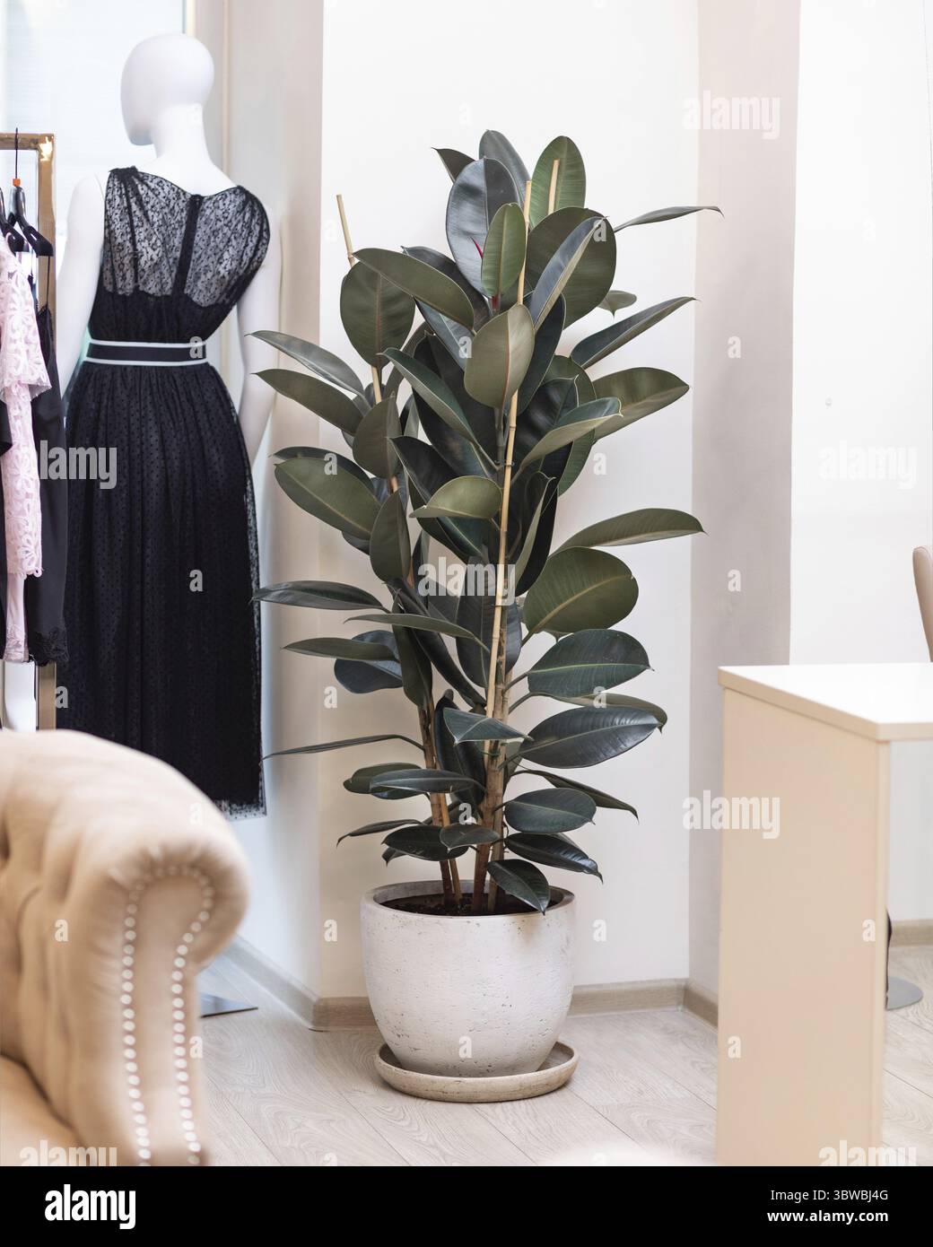 Gomma pianta, gomma fico, Ficus elastica al negozio di stoffe Foto Stock