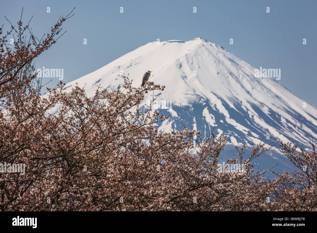 Serena vista del Monte Fuji in Giappone, la sua vetta innevata che si innalza maestosamente dietro un albero di ciliegio in fiore. Un airone grigio poggia su un ramo, aggiungendo un Foto Stock