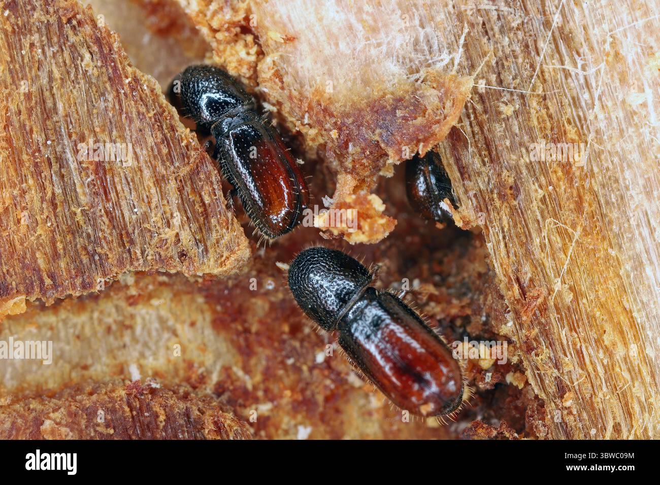 Scarabeo di corteccia a sei denti chiamato anche incisore di legno di abete, Pityogenes chalcographus. Barbabietole, Scolytinae in luogo di alimentazione masticate nell'abete rosso Foto Stock