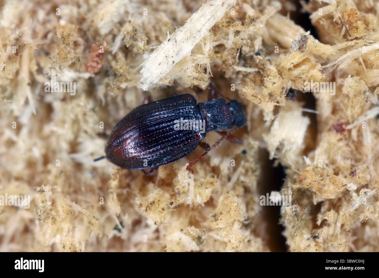 Minuscolo scarabeo nero Latridiidae su legno. Ingrandimento elevato. Foto Stock