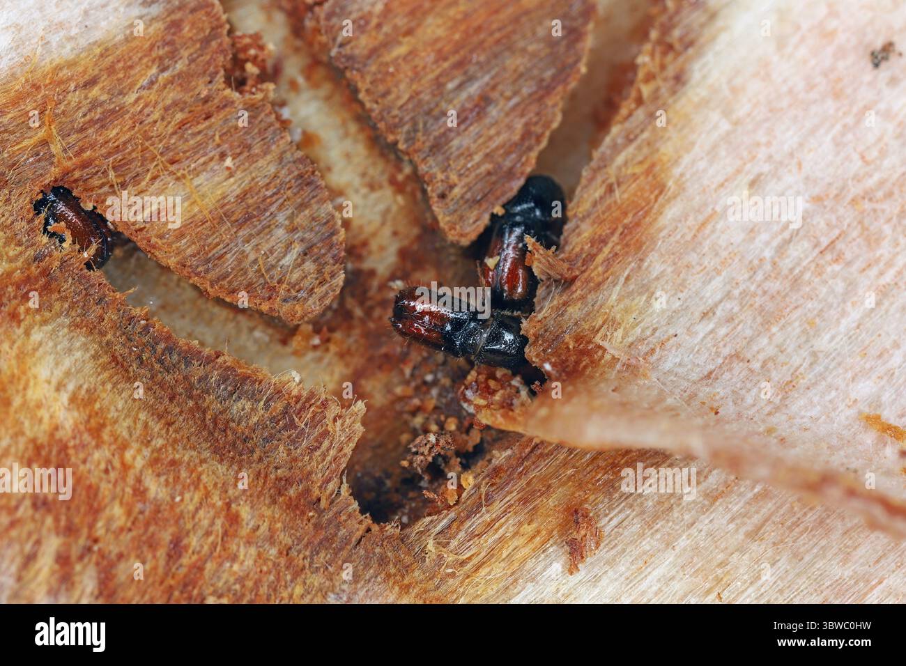 Scarabeo di corteccia a sei denti chiamato anche incisore di legno di abete, Pityogenes chalcographus. Barbabietole, Scolytinae in luogo di alimentazione masticate nell'abete rosso Foto Stock