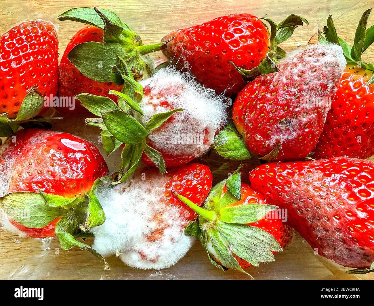 Vista ravvicinata delle fragole con la muffa che cresce sulla superficie. Concetto di utilizzo entro la data. - Immagine stock catturata con smartphone