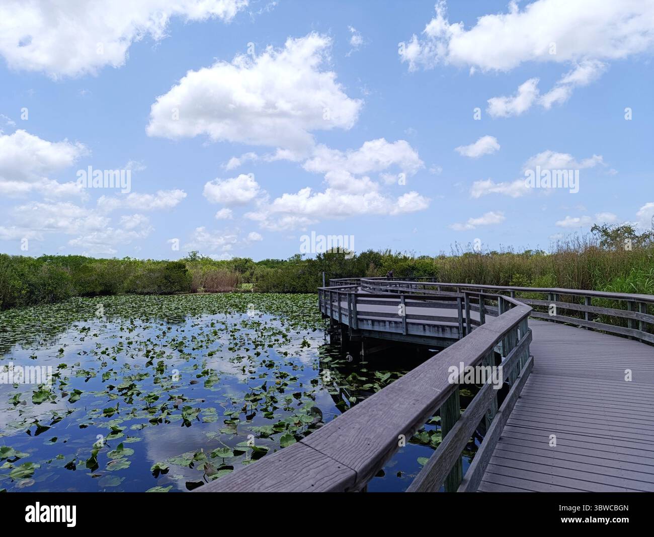 Percorso sul Parco Nazionale delle Everglades, Miami, Florida Foto Stock