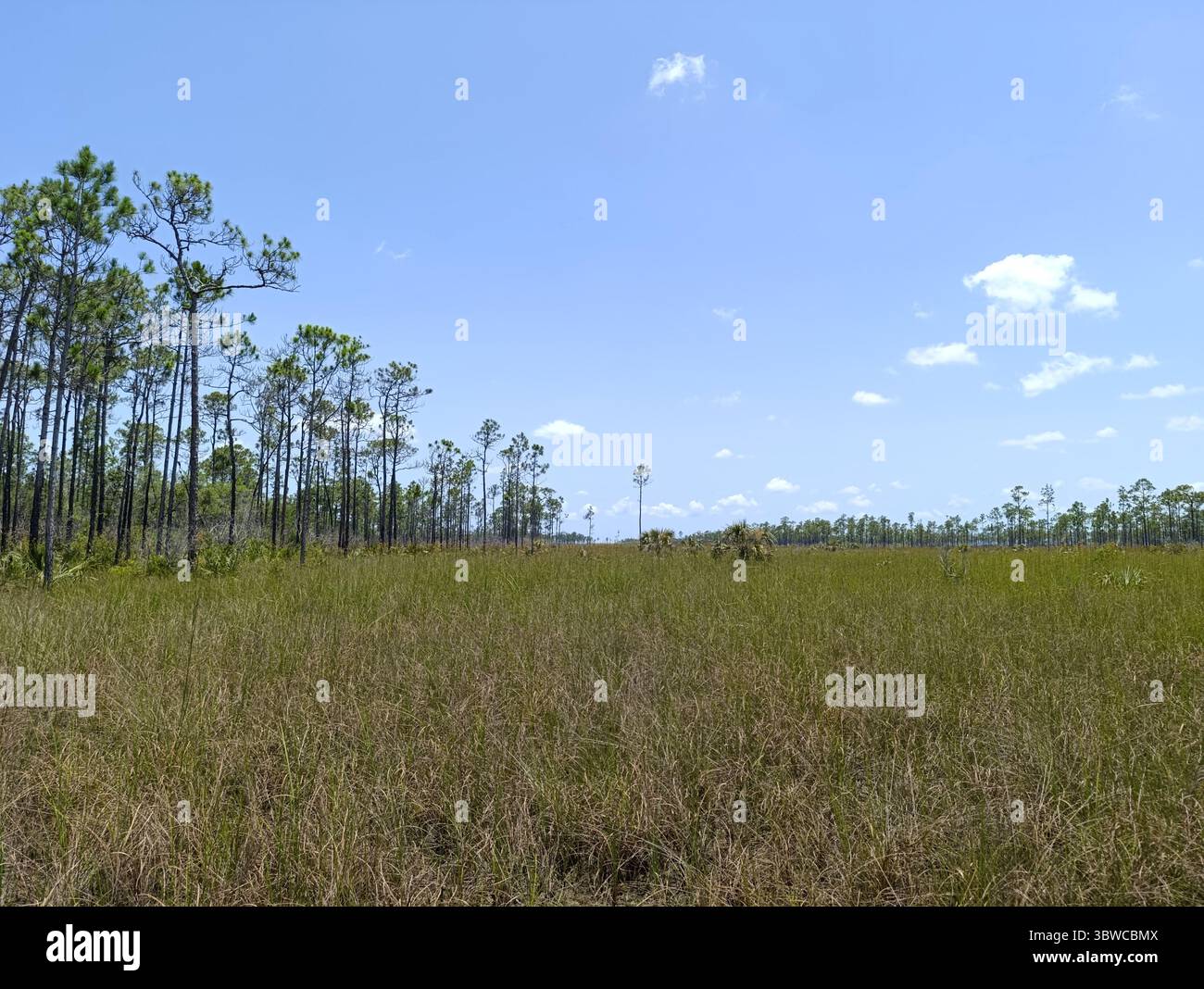Meadow trovato all'Everglades National Park, Miami, Florida Foto Stock