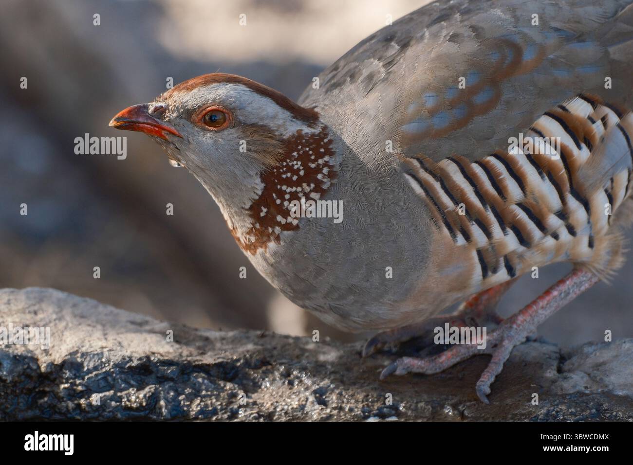 Barbary si affaccia su una roccia con un pozzo d'acqua naturale, bevendo acqua in una giornata calda in una foresta delle canarie a Tenerife. Foto Stock