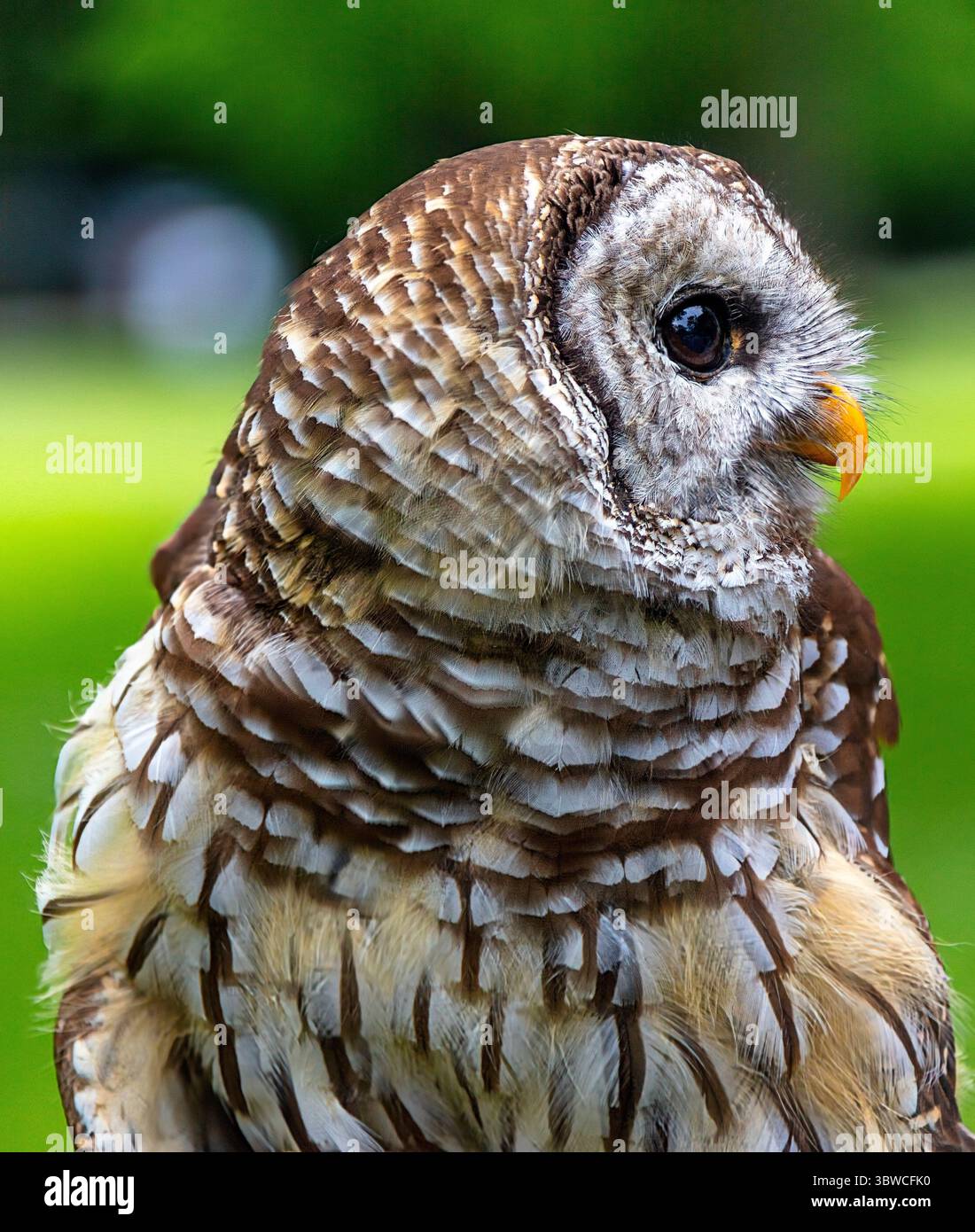 Barred Owl Vista laterale Ritratto, a guardare le prede Foto Stock