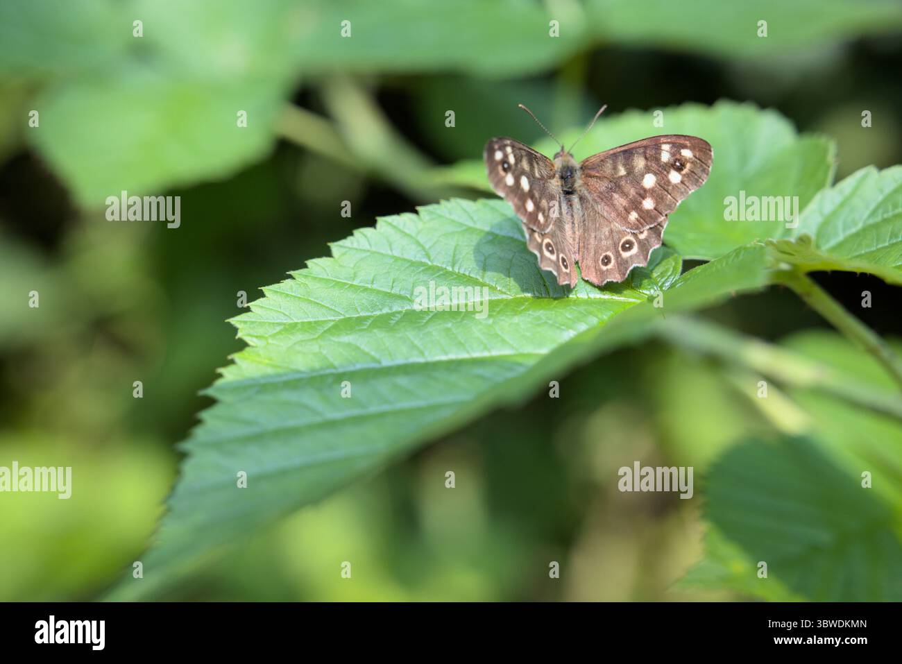 Una grande farfalla della testa si riposa in una foglia verde, prendendo il sole dalle ali. Difusse background. Aprite le ali, chiudete. Foto Stock