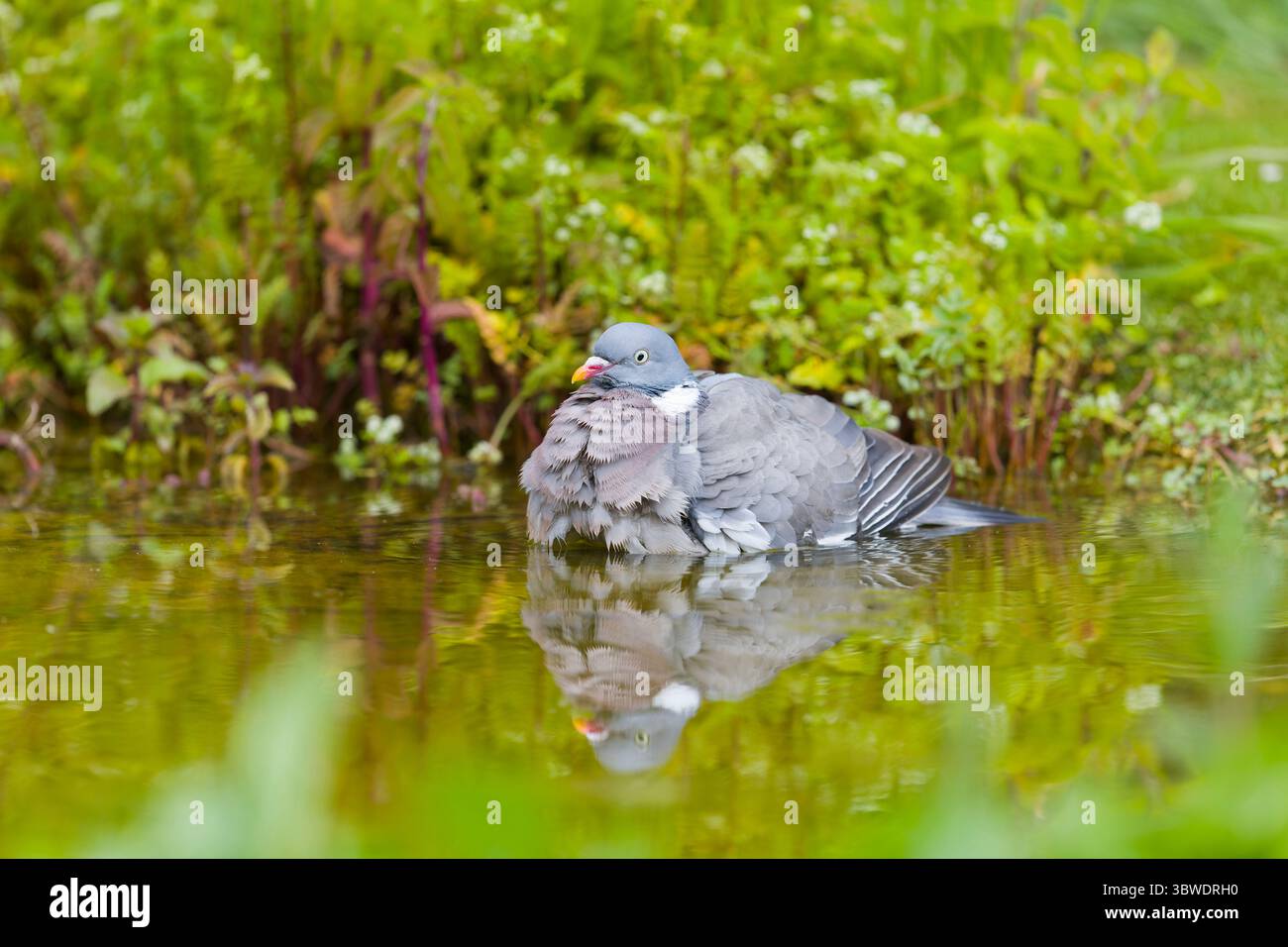 Palumbus Woodpigeon Columba, bagno per adulti, Suffolk, Inghilterra, giugno Foto Stock