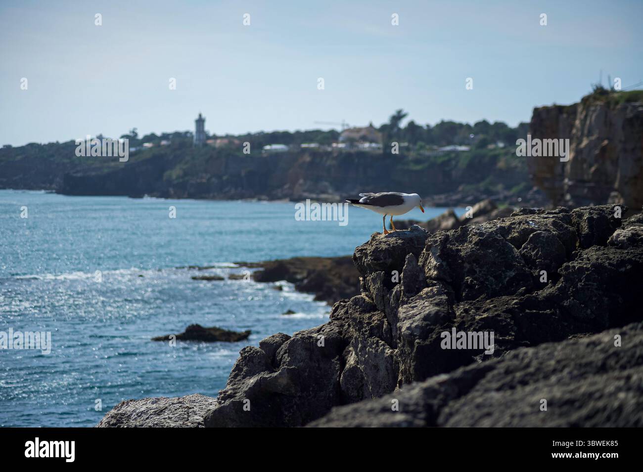Cascais, Portogallo: Gabbiano arroccato sulla costa rocciosa che si affaccia sul tranquillo oceano con un faro e un villaggio costiero distanti Foto Stock