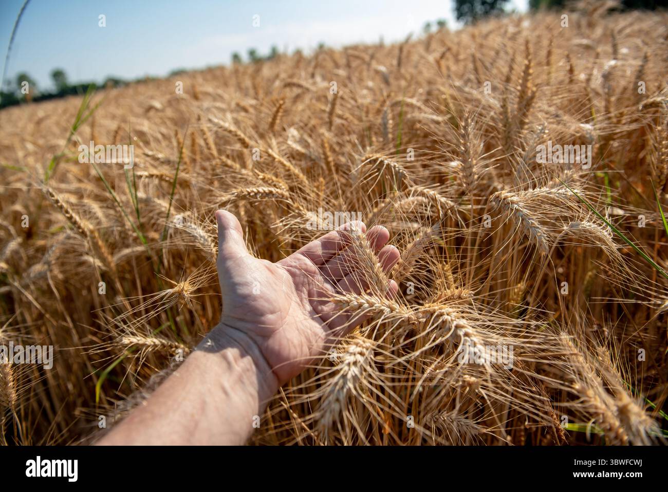 Accarezzare orecchie mature di malto o grano in un campo di grano dorato, creando un legame con la natura, una sensazione di libertà e pace. Un paesaggio rurale Foto Stock
