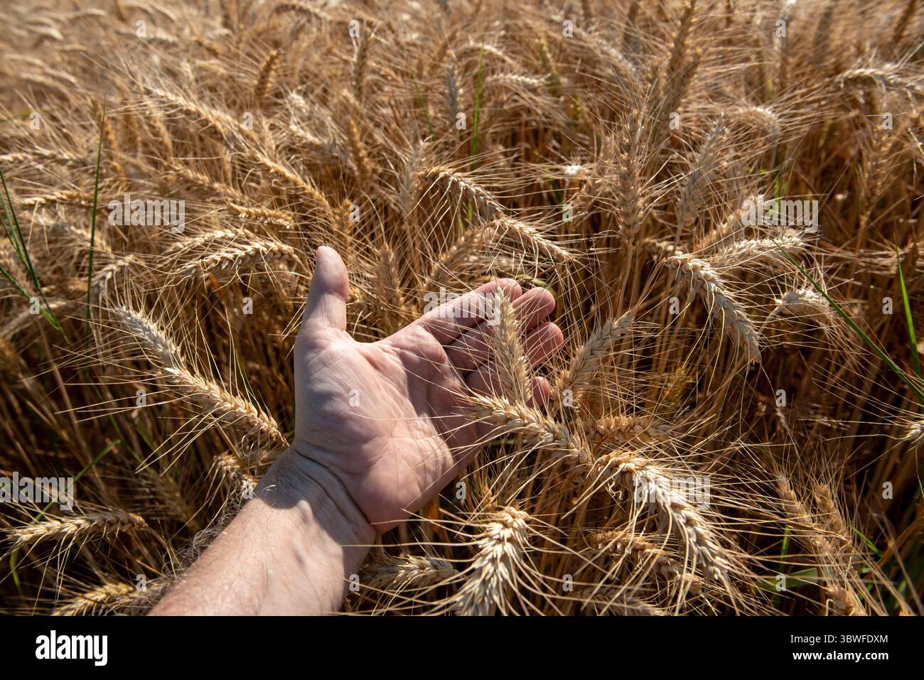 Accarezzare orecchie mature di malto o grano in un campo di grano dorato, creando un legame con la natura, una sensazione di libertà e pace. Un paesaggio rurale Foto Stock