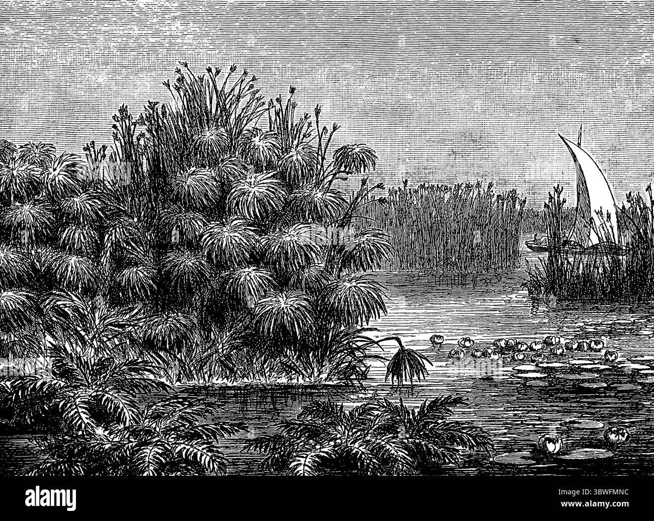 L'alto Nilo dispone di diversi tipi di erba e di un dhow che naviga sul fiume, Egitto, Africa, illustrazione storica 1896 Foto Stock