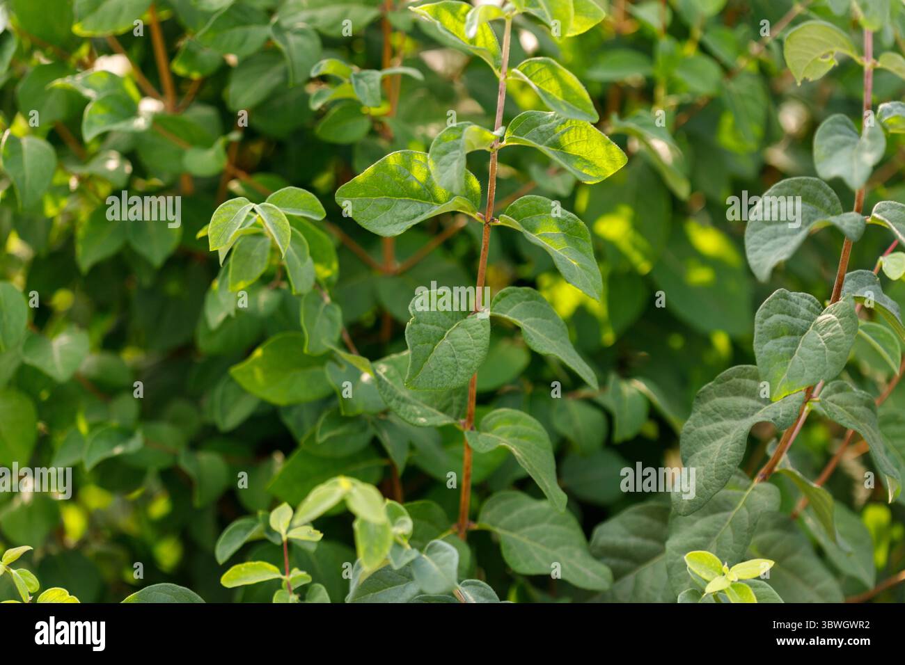 Primo piano di fogliame verde con gambi marroni. Foglie in varie sfumature di verde, alcune catturano la luce del sole. Foto Stock