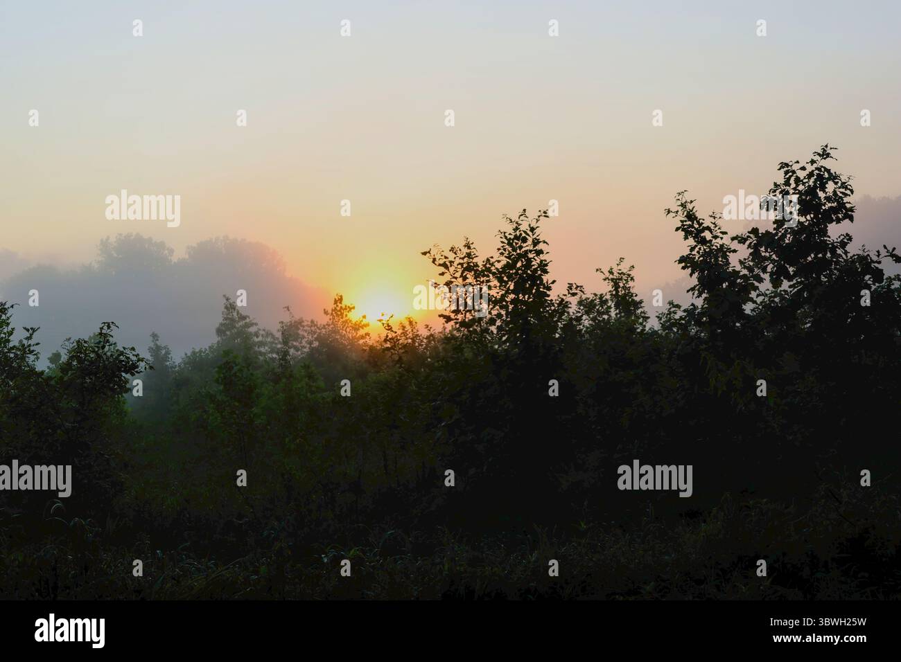 Il sole mattutino sorge sopra la nebbiosa tettoia della foresta, creando una tonalità dorata attraverso il paesaggio nebbioso con vista panoramica. Foto Stock