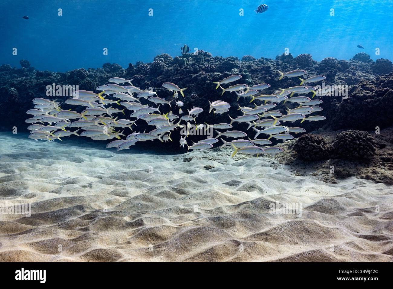 Una scuola di pesci di capra resta vicina sul fondale sabbioso di fronte a una barriera corallina nelle acque cristalline e calde delle Hawaii Foto Stock Una scuola di pesci di capra resta vicina sul fondale sabbioso di fronte a una barriera corallina nelle acque cristalline e calde delle Hawaii Foto Stock