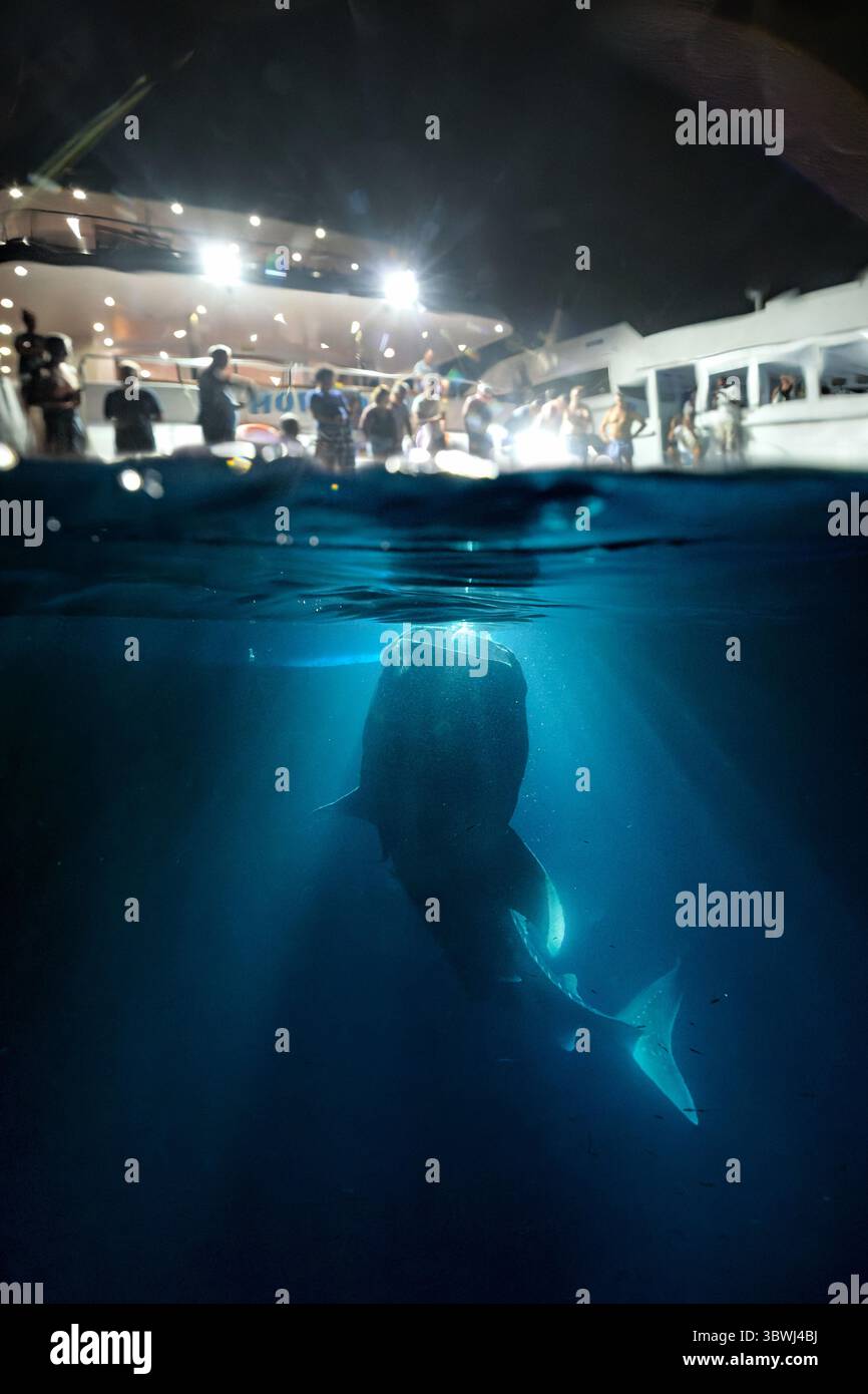 Una foto sovra-sotto di uno squalo balena che si nutre di plancton/krill di notte dietro una barca con la luce gettata sullo squalo mentre gli osservatori lo osservano Foto Stock
