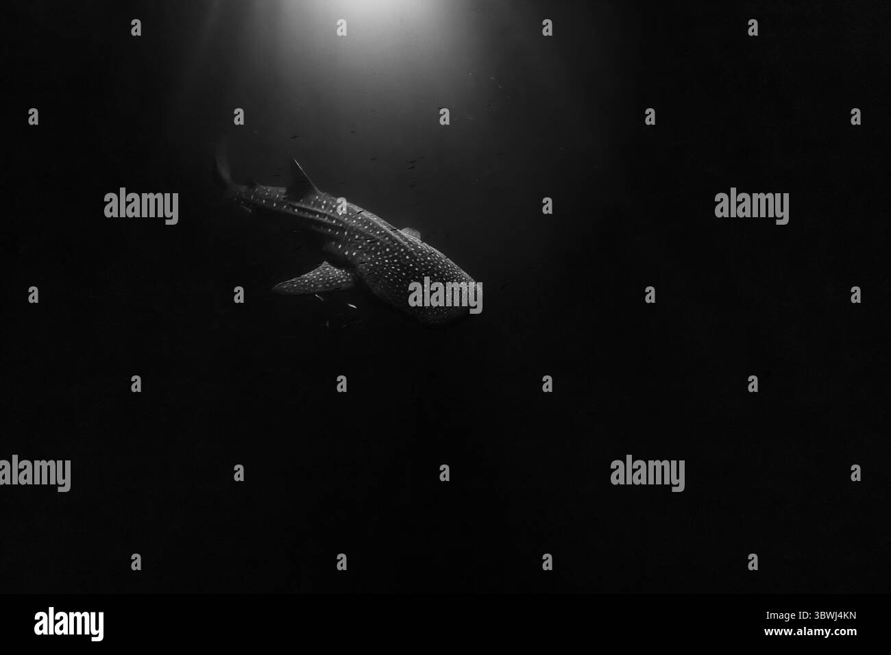 Un lungo squalo balena passa sotto una luce sopraelevata vicino alla superficie dell'oceano mentre si nutre di plancton/krill durante la notte. Foto Stock