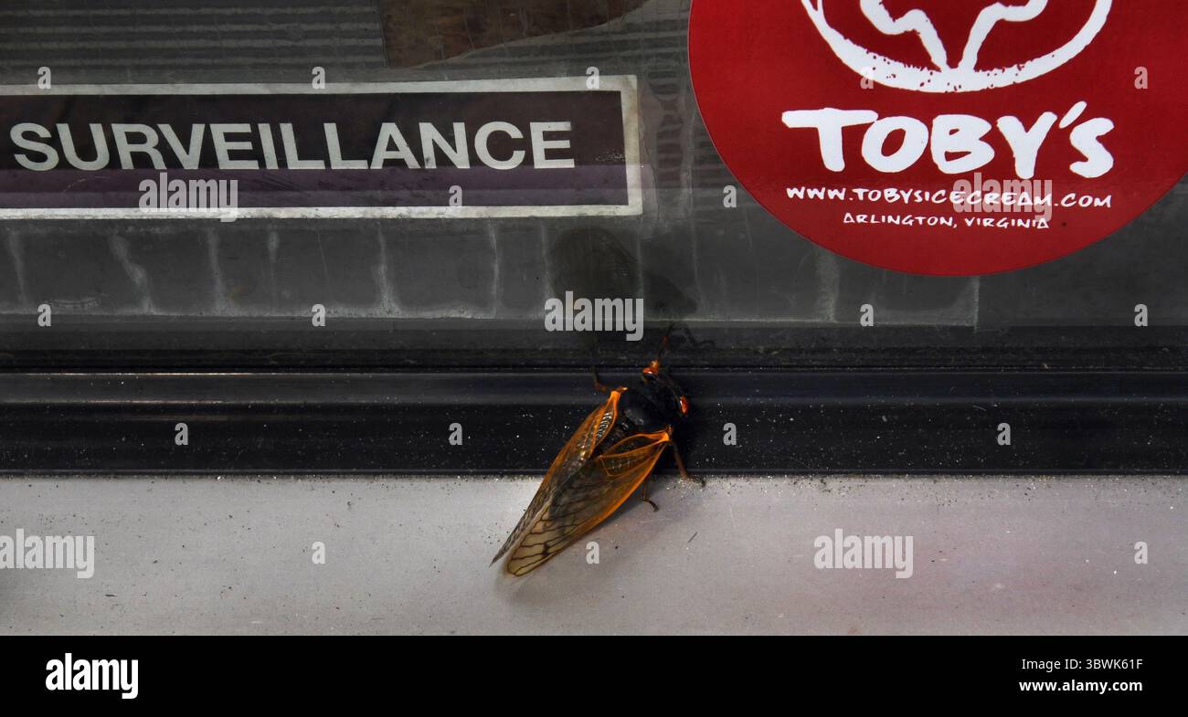 12 giugno 2021, Arlington, Virginia, Stati Uniti: I cicada sundaes vengono serviti presso il gelato artigianale Tobyâ ad Arlington, Virginia, il 10 giugno 2021. Le cicale Brood X sono emerse dopo 17 anni sottoterra e hanno 4-6 settimane per accoppiarsi e poi morire e fornire cibo ad alto contenuto proteico per la fauna selvatica e gli esseri umani, oltre a oggetti di novità. (Immagine di credito: © Carol Guzy/ZUMA Wire) Foto Stock