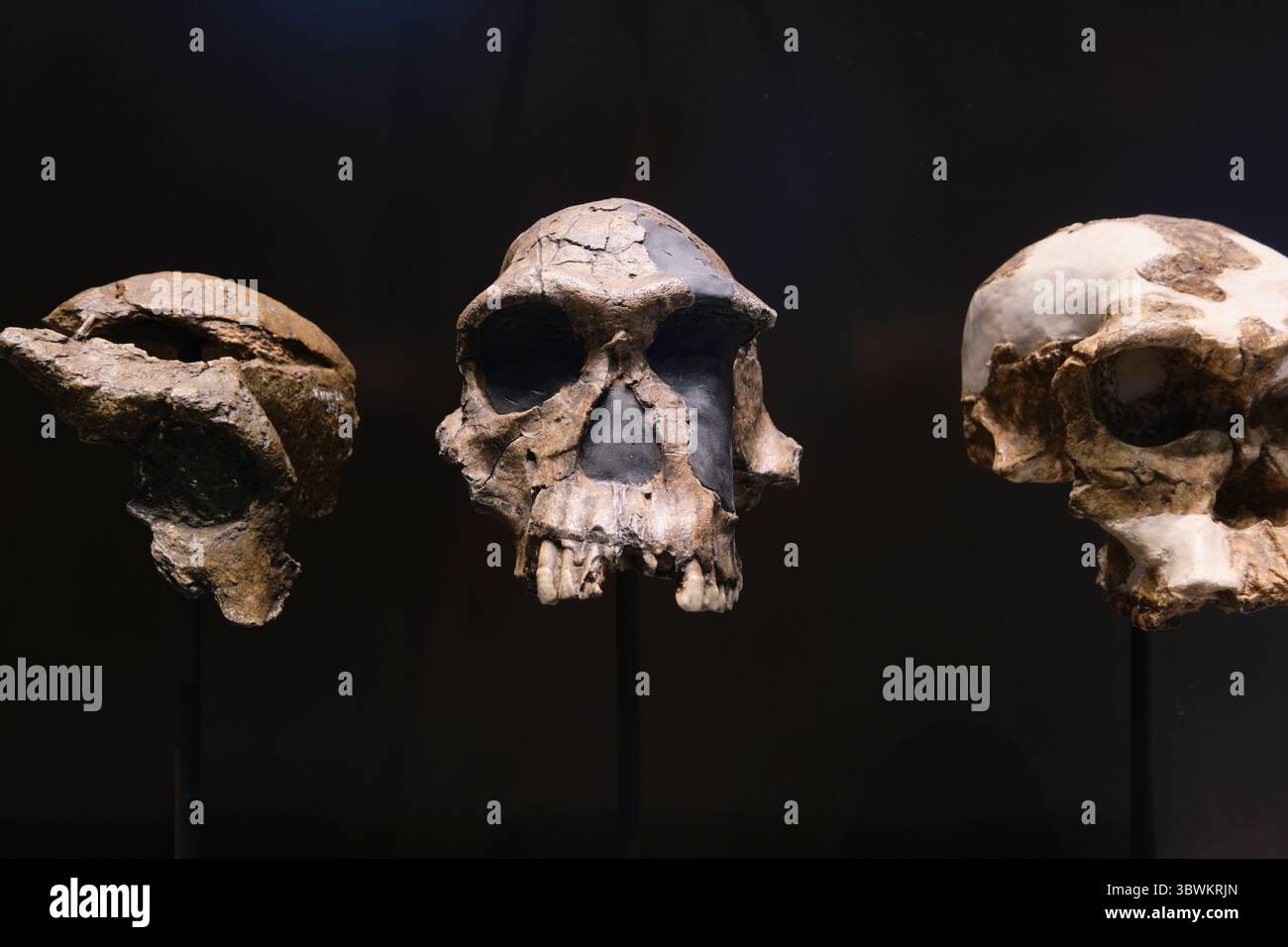Ossa, scheletro, fossile di un'antica testa umana, che illustra l'evoluzione. Al Museo di storia naturale di Milano in Italia. Foto Stock