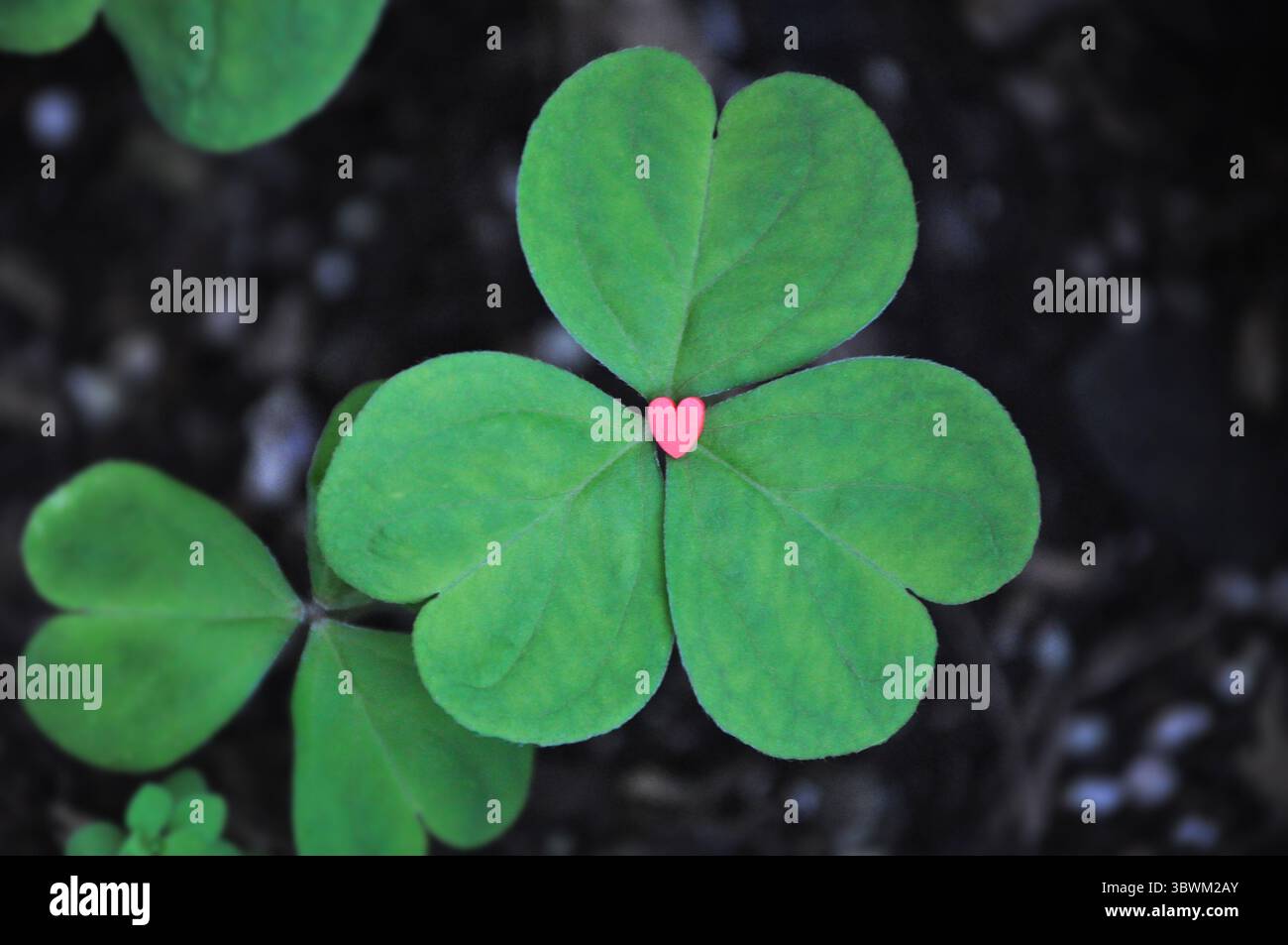 Cuore rosso al centro di un trifoglio verde - amore e fortuna Foto Stock