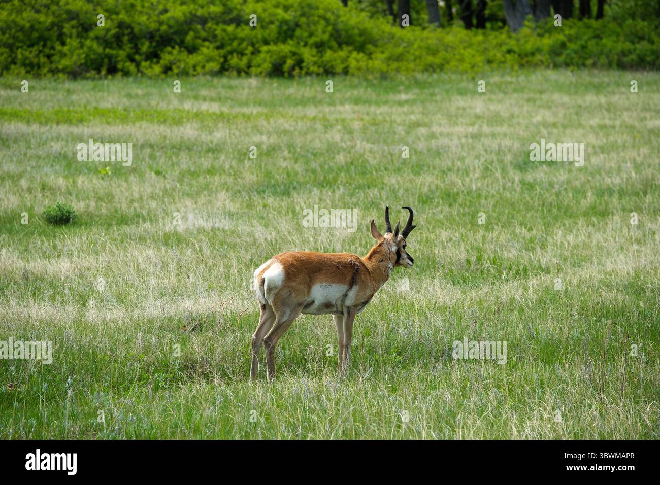 Un'antilope solitaria si erge nelle lussureggianti praterie estive del Custer State Park, nelle Black Hills del South Dakota. Foto Stock