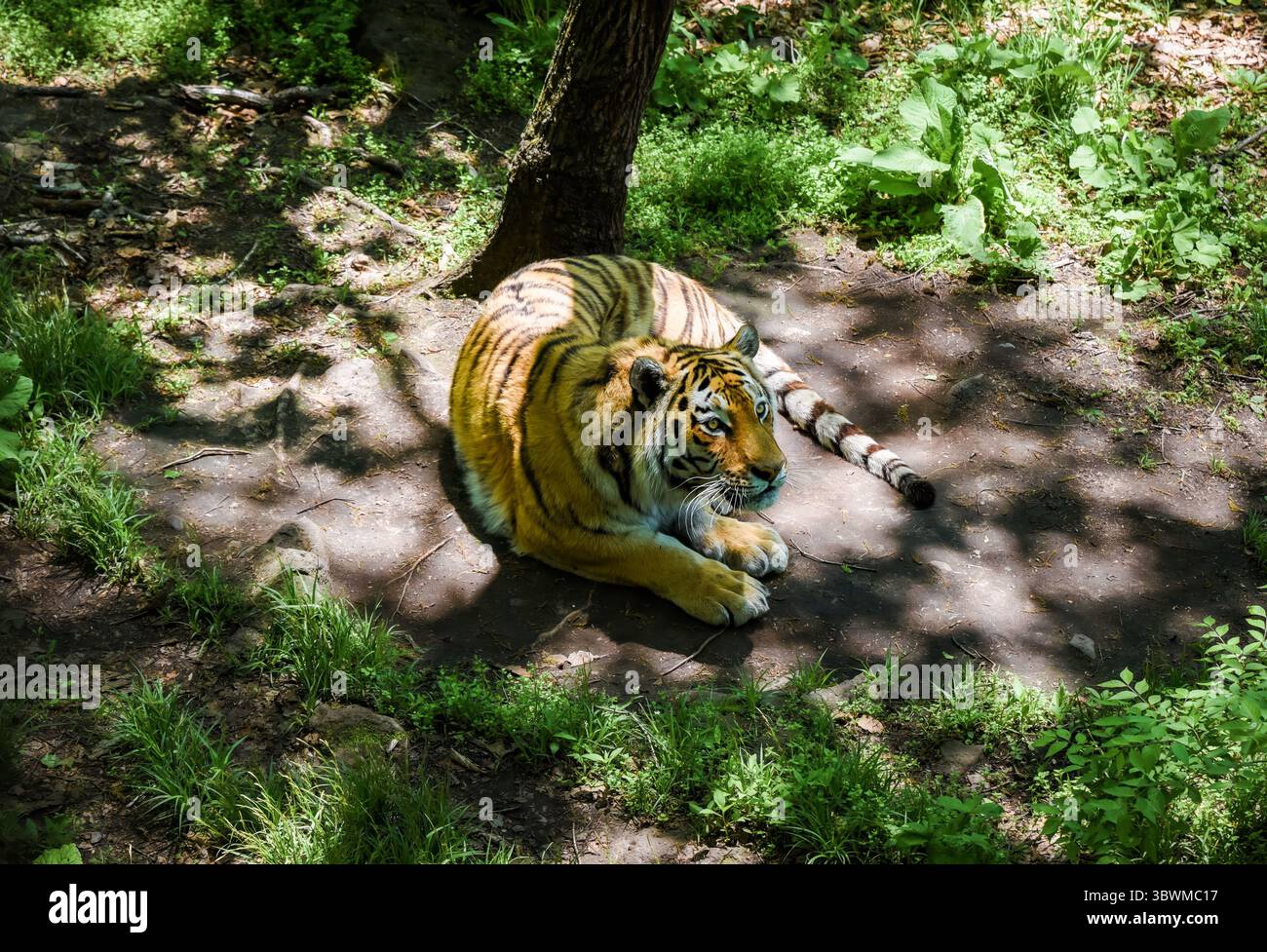 La sfuggente tigre di Amur esplora il suolo forestale della Russia Primorsky Krai, annusando il terreno per le prede. Un silenzioso e potente cacciatore di foreste in movimento. Foto Stock