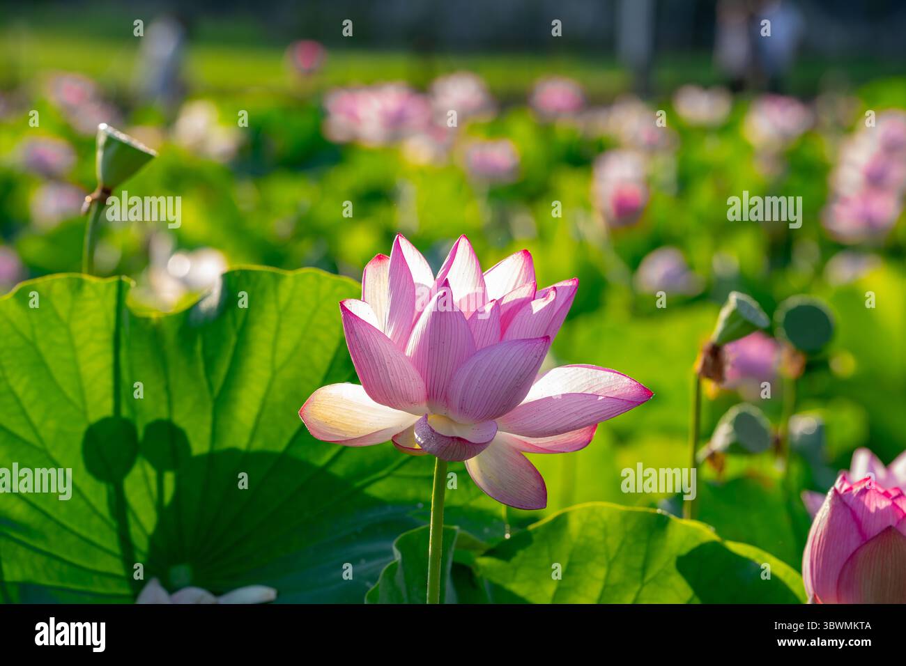 Fiori di loto e foglie verdi lussureggianti in estate Foto Stock