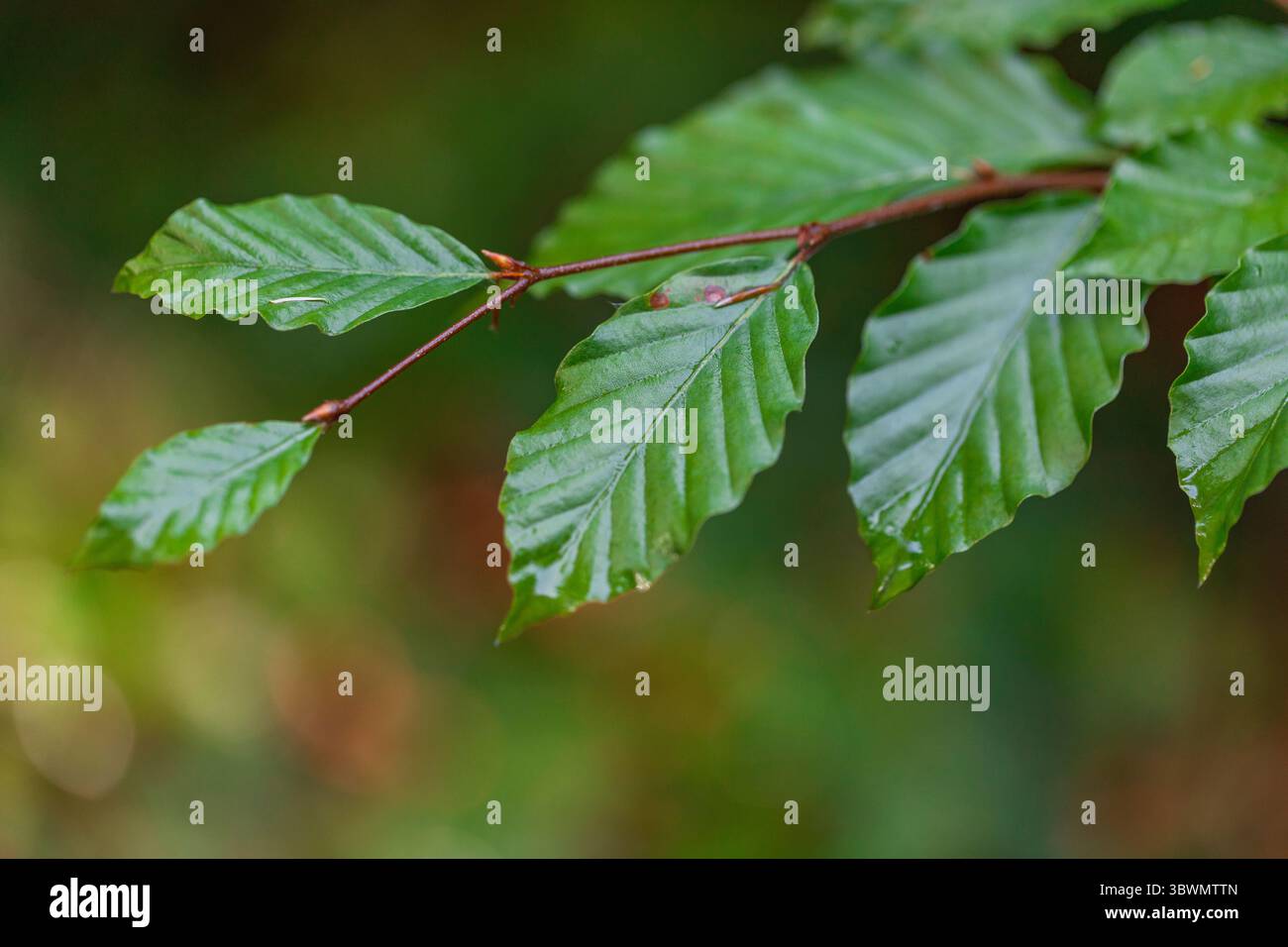 Ramificazione con foglie di faggio seghettate e lucide in morbida luce forestale – texture di sfondo naturale Foto Stock
