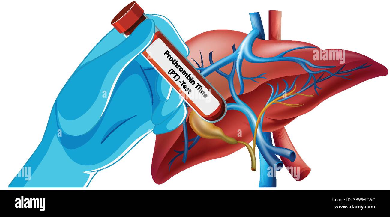 Illustrazione del fegato con fiala per l'analisi del sangue Illustrazione Vettoriale