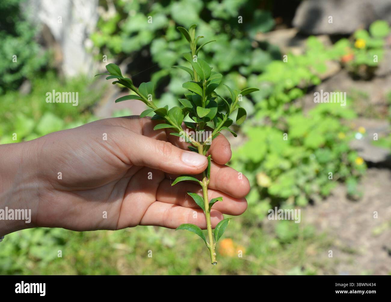 Propagazione bosso con ritagli di steli. Cresce Boxwood Hedge Shrubs radicando talee Foto Stock