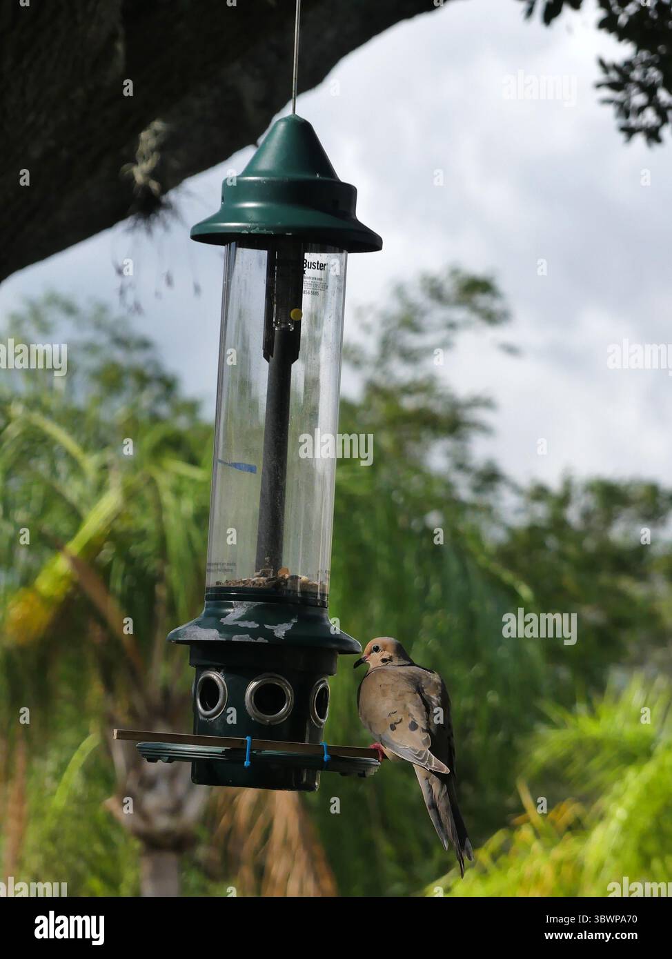 1 luglio 2021, SARASOTA, FLORIDA, USA: Per pulire gli alimentatori di semi di uccelli di plastica, iniziare indossando guanti di gomma per proteggersi da eventuali batteri nocivi che potrebbero essersi accumulati sull'alimentatore. (Immagine di credito: © John Marshall Mantel/ZUMA Wire) Foto Stock