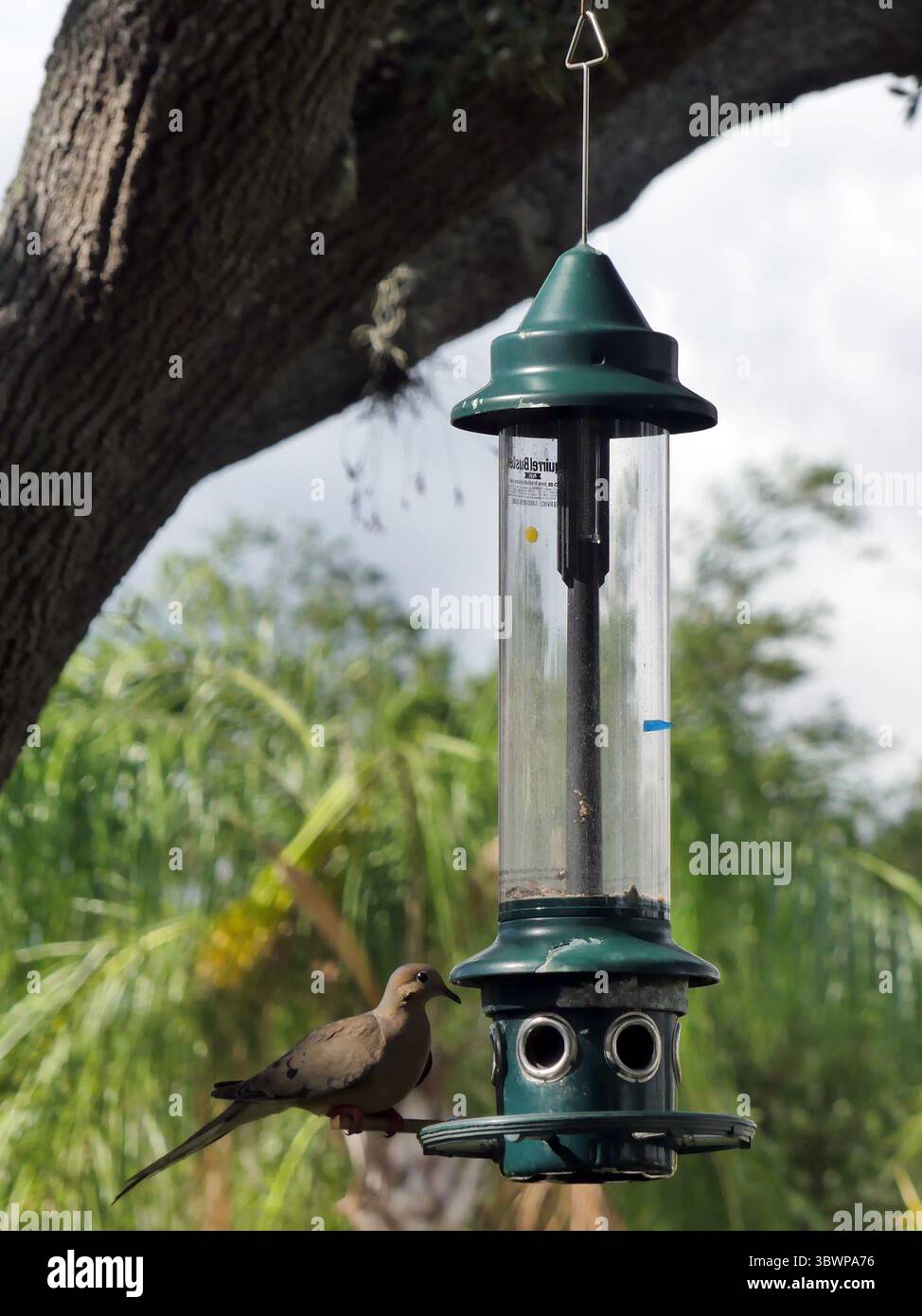 1 luglio 2021, SARASOTA, FLORIDA, USA: Per pulire gli alimentatori di semi di uccelli di plastica, iniziare indossando guanti di gomma per proteggersi da eventuali batteri nocivi che potrebbero essersi accumulati sull'alimentatore. (Immagine di credito: © John Marshall Mantel/ZUMA Wire) Foto Stock