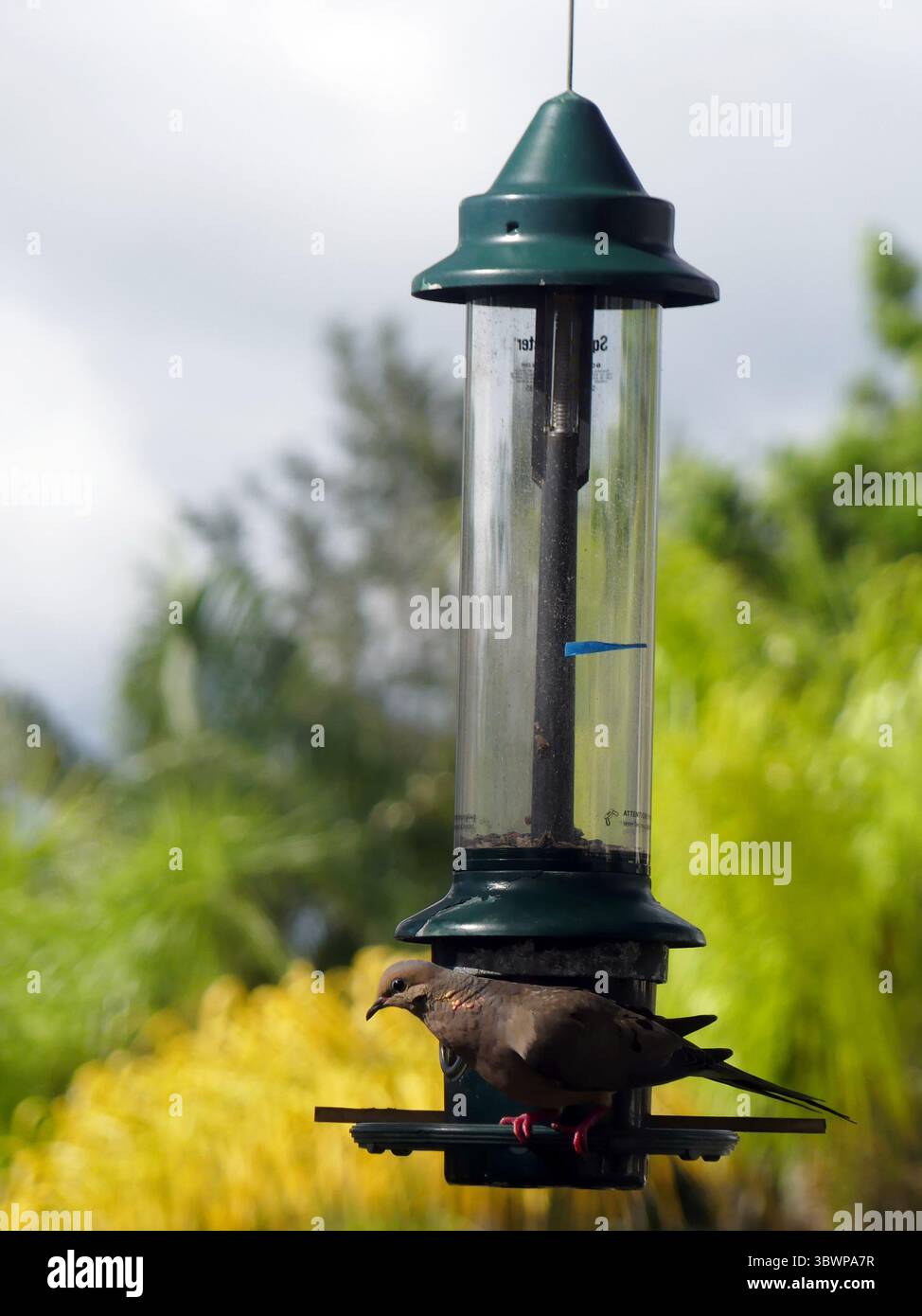 1 luglio 2021, SARASOTA, FLORIDA, USA: Per pulire gli alimentatori di semi di uccelli di plastica, iniziare indossando guanti di gomma per proteggersi da eventuali batteri nocivi che potrebbero essersi accumulati sull'alimentatore. (Immagine di credito: © John Marshall Mantel/ZUMA Wire) Foto Stock