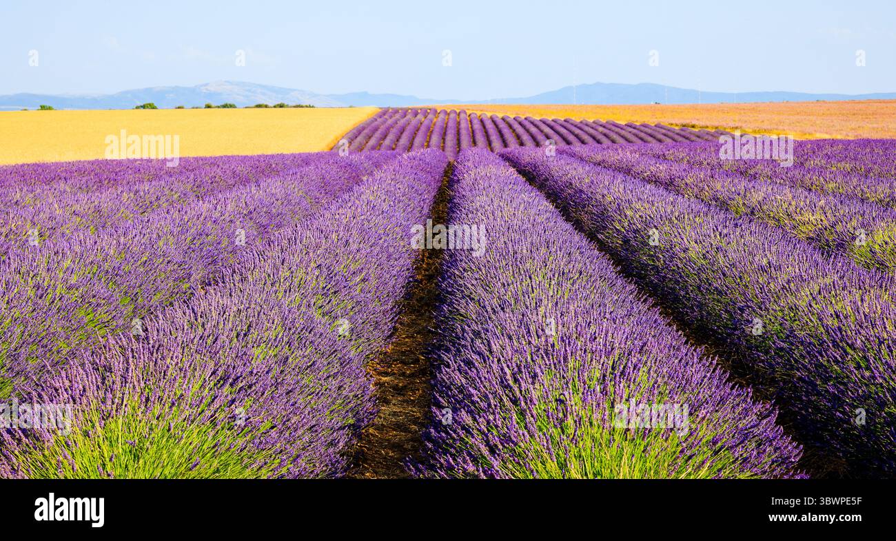 Campi di lavanda naturale con fiori per la produzione di fragranze, cosmetici e prodotti per la cura a Valensole - il punto di forza del Mediterraneo e attr Foto Stock