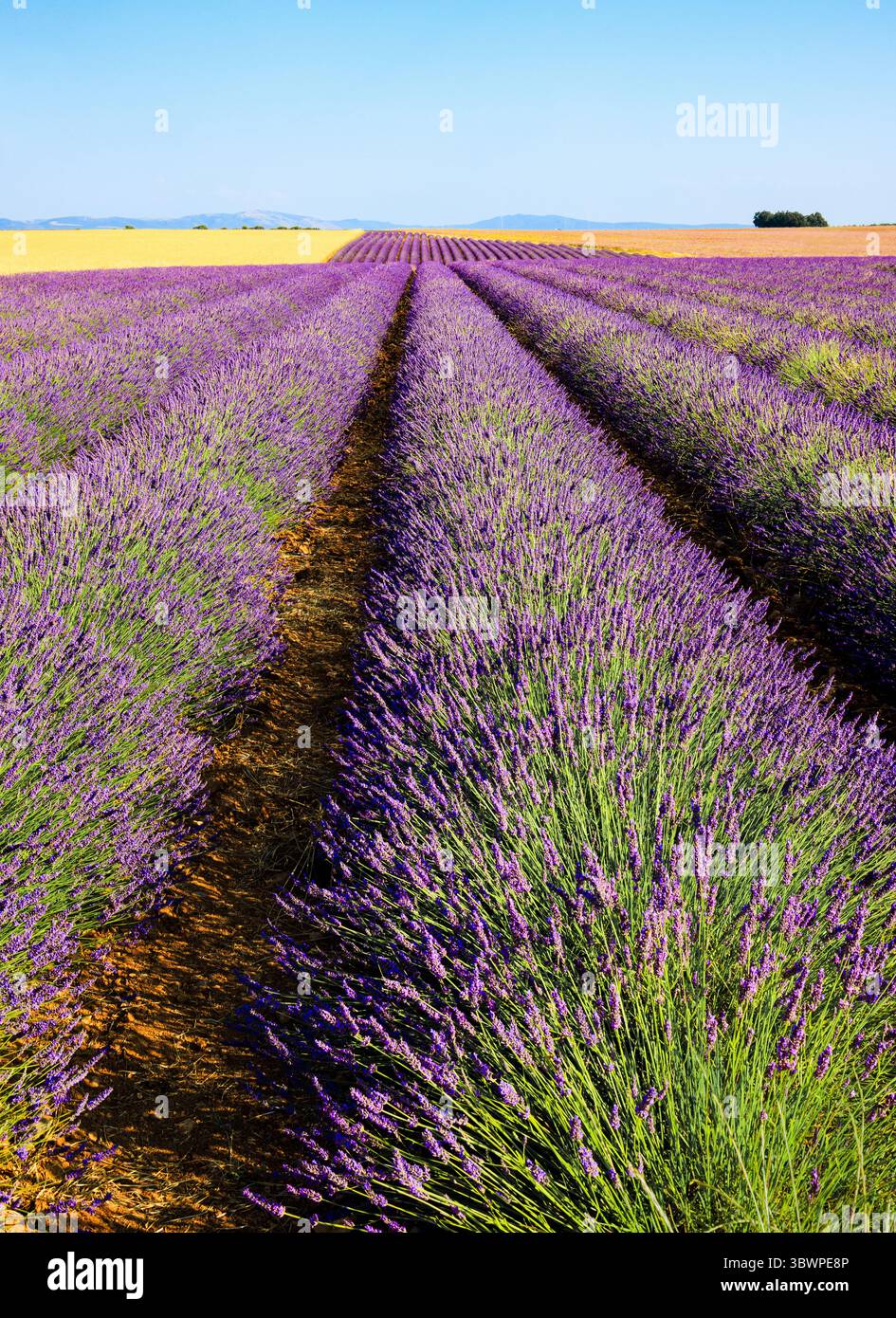 Campi di lavanda naturale con fiori per la produzione di fragranze, cosmetici e prodotti per la cura a Valensole - il punto di forza del Mediterraneo e attr Foto Stock
