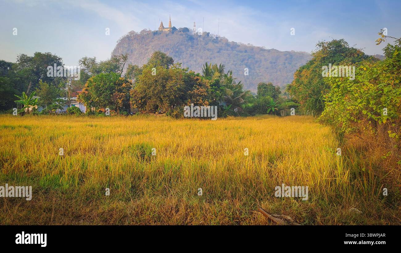 Campo di riso dorato nel distretto di Banan, provincia di Battambang, Cambogia, con lussureggianti alberi tropicali e tempio collinare di Phnom Banan sullo sfondo all'alba. Foto Stock