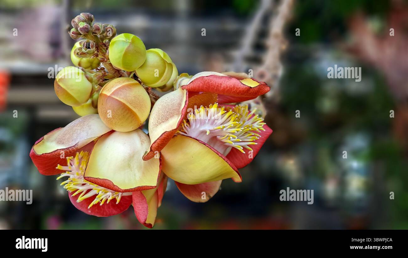 Primo piano di fiori di albero di cannone in fiore (Couroupita guianensis) con petali e gemme rossi-gialli vivaci. Foto Stock
