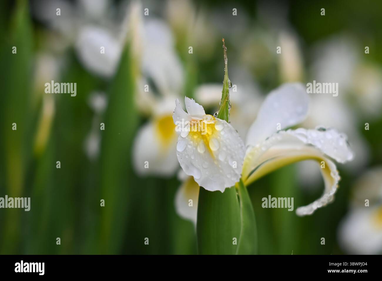 Primo piano di un fiore d'Iris bianco con centro giallo, ricoperto di gocce di pioggia, circondato da foglie verdi sfocate e altri Iris sullo sfondo. Foto Stock