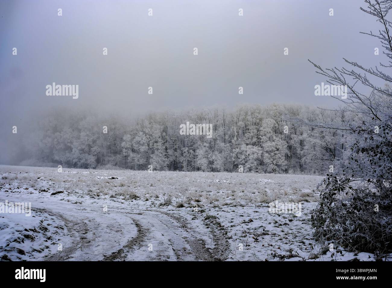 Campo innevato e sentiero fangoso che conduce a una foresta ghiacciata parzialmente nascosta dalla fitta nebbia invernale. Foto Stock