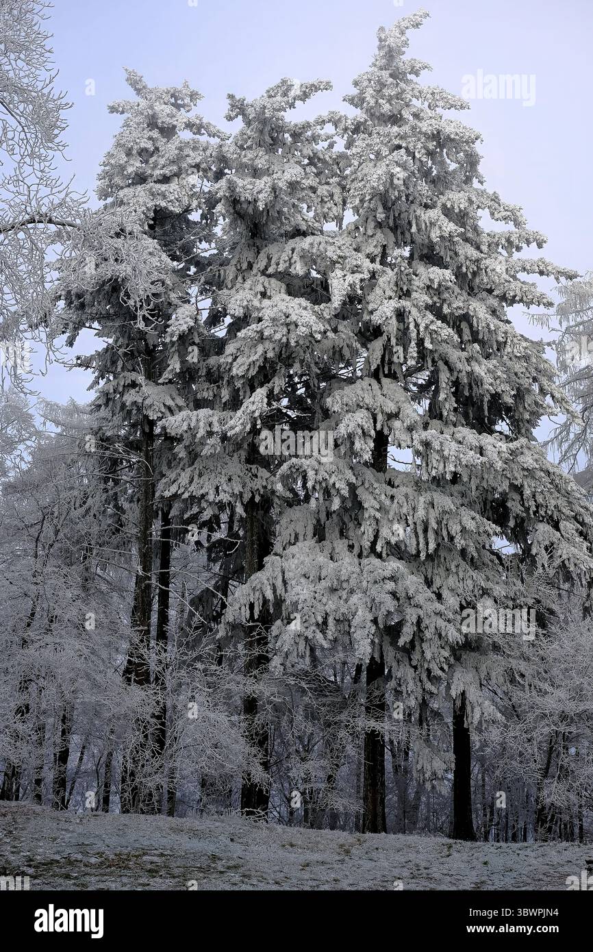 Alte conifere ricoperte di folta gelo si stagliano in una foresta invernale con un leggero strato di neve sul terreno. Foto Stock