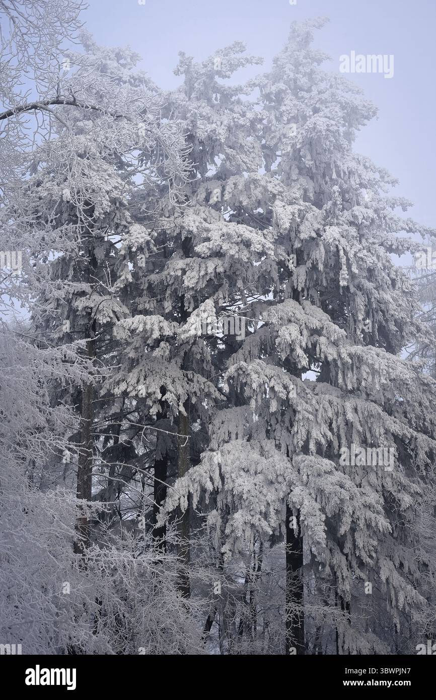 Le conifere innevate si ergono alte in una nebbiosa foresta invernale, con i loro rami ricoperti di ghiaccio. Foto Stock
