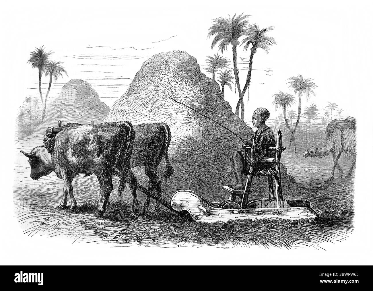 L'illustrazione di Deuternomy XXV non mette in bocca un bue mentre si allontana dal granoturco dell'Antica Ottocento la Sacra Bibbia contenente il Vecchio e il nuovo Foto Stock