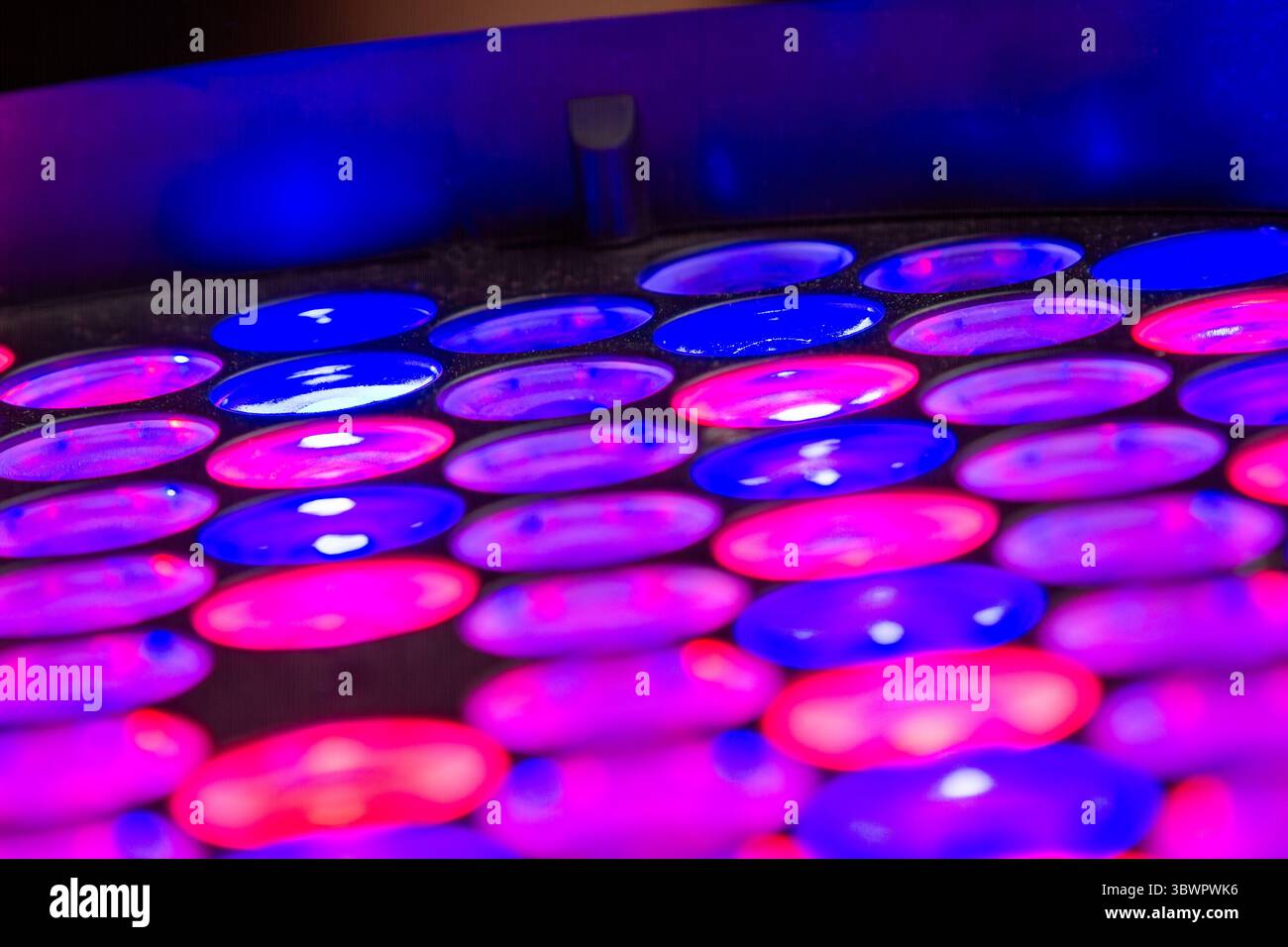 Un vivace primo piano di luci a LED viola, blu e magenta per festival cattura il bagliore vibrante e le dinamiche transizioni di colore che danno energia alla celebra Foto Stock